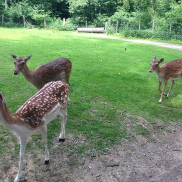 Wildpark ist immer einen Ausflug wert!