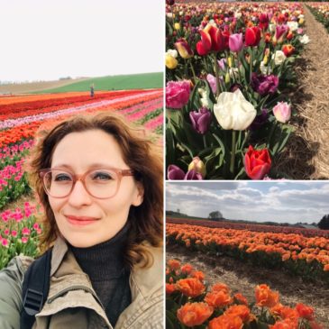 Tulpenfeld in Grevenbroich