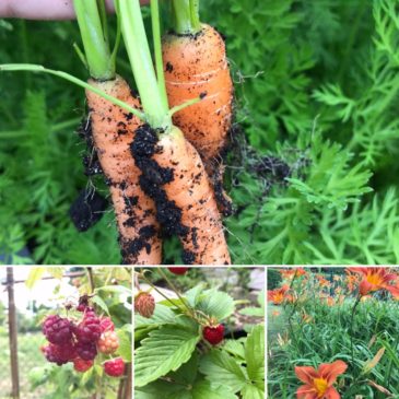 Erste Ernte im Garten