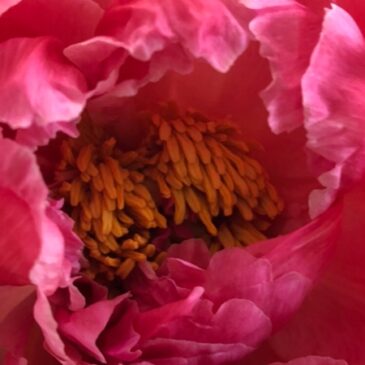 Alles Gute zum Muttertag